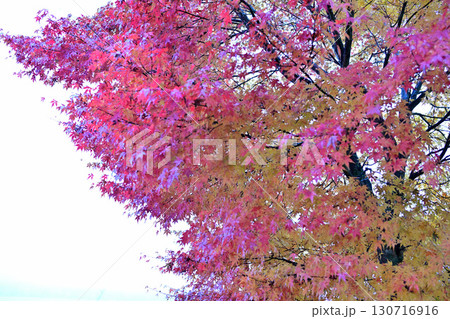 真赤に紅葉したモミジ　晩秋の榛名湖畔　　　 130716916