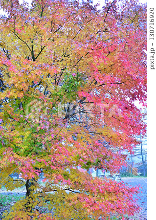 真赤に紅葉したモミジ 晩秋の榛名湖畔 真赤に紅葉したモミジ 晩秋の榛名湖畔 130716920