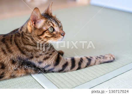 床に座るベンガルキャット 130717024