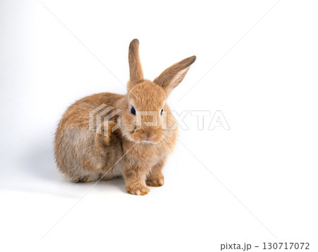 Cute brown rabbit scratching ear while sitting on white background, symbolizing adorable pets, Easter holiday, animal care, wildlife, furry companions, domestic animals, and natural playful behavior 130717072