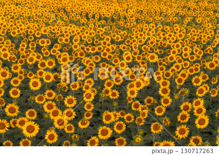 《新潟県》朝日を浴びる黄金色のひまわり畑・津南ひまわり広場 130717263