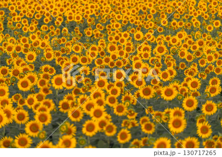 《新潟県》朝日を浴びる黄金色のひまわり畑・津南ひまわり広場 130717265