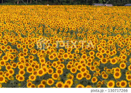 《新潟県》朝日を浴びる黄金色のひまわり畑・津南ひまわり広場 130717266