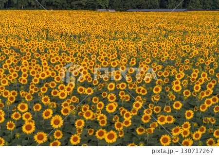 《新潟県》朝日を浴びる黄金色のひまわり畑・津南ひまわり広場 130717267
