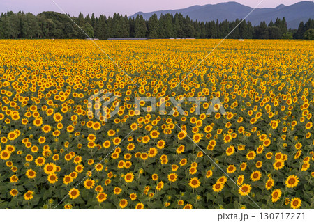 《新潟県》朝日を浴びる黄金色のひまわり畑・津南ひまわり広場 130717271