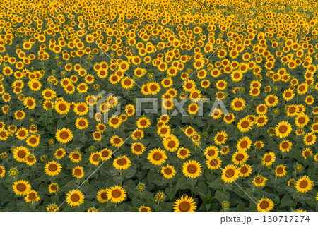 《新潟県》朝日を浴びる黄金色のひまわり畑・津南ひまわり広場 130717274