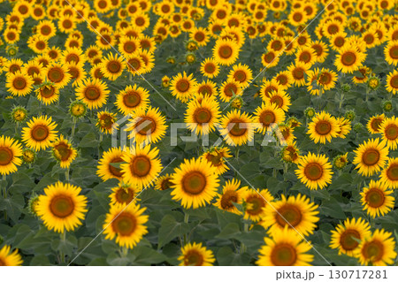 《新潟県》朝日を浴びる黄金色のひまわり畑・津南ひまわり広場 130717281