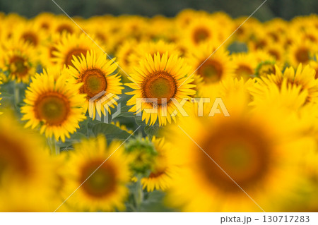 《新潟県》朝日を浴びる黄金色のひまわり畑・津南ひまわり広場 130717283