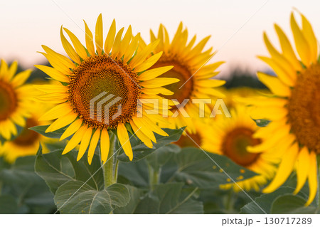 《新潟県》朝日を浴びる黄金色のひまわり畑・津南ひまわり広場 130717289
