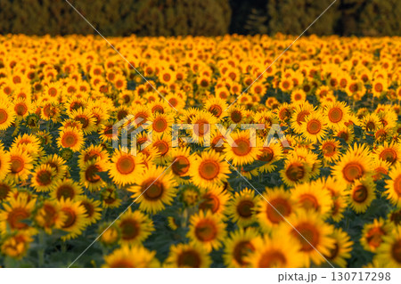 《新潟県》朝日を浴びる黄金色のひまわり畑・津南ひまわり広場 130717298