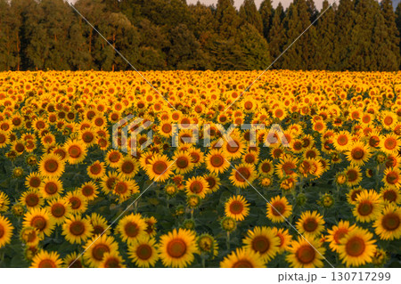 《新潟県》朝日を浴びる黄金色のひまわり畑・津南ひまわり広場 130717299