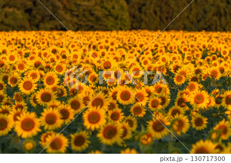 《新潟県》朝日を浴びる黄金色のひまわり畑・津南ひまわり広場 130717300