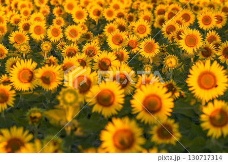 《新潟県》朝日を浴びる黄金色のひまわり畑・津南ひまわり広場 《新潟県》朝日を浴びる黄金色のひまわり畑・津南ひまわり広場 130717314