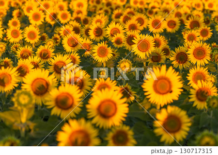 《新潟県》朝日を浴びる黄金色のひまわり畑・津南ひまわり広場 130717315