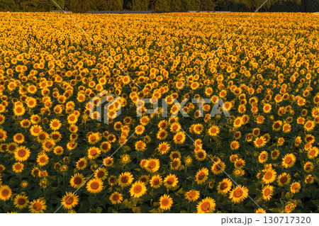 《新潟県》朝日を浴びる黄金色のひまわり畑・津南ひまわり広場 130717320