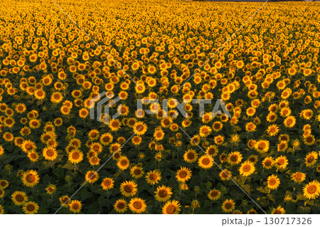 《新潟県》朝日を浴びる黄金色のひまわり畑・津南ひまわり広場 《新潟県》朝日を浴びる黄金色のひまわり畑・津南ひまわり広場 130717326