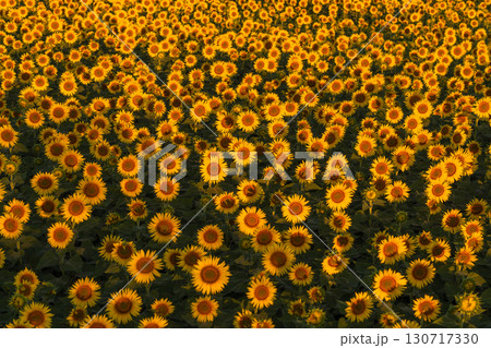 《新潟県》朝日を浴びる黄金色のひまわり畑・津南ひまわり広場 130717330