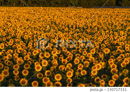 《新潟県》朝日を浴びる黄金色のひまわり畑・津南ひまわり広場 130717331