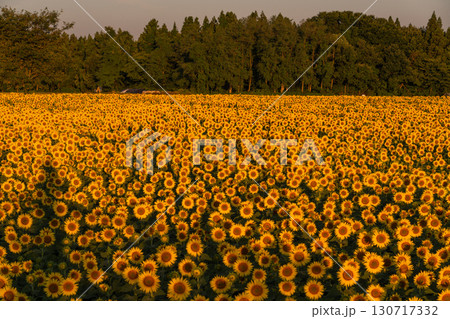 《新潟県》朝日を浴びる黄金色のひまわり畑・津南ひまわり広場 《新潟県》朝日を浴びる黄金色のひまわり畑・津南ひまわり広場 130717332