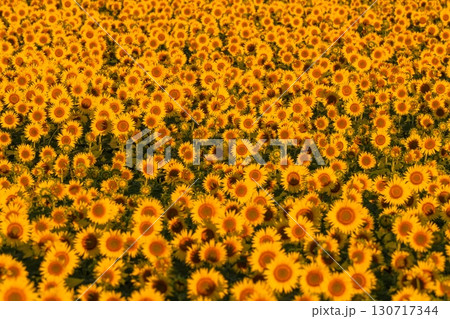 《新潟県》朝日を浴びる黄金色のひまわり畑・津南ひまわり広場 130717344