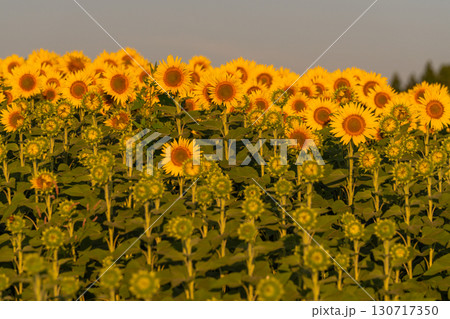 《新潟県》朝日を浴びる黄金色のひまわり畑・津南ひまわり広場 130717350