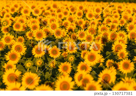 《新潟県》朝日を浴びる黄金色のひまわり畑・津南ひまわり広場 130717381