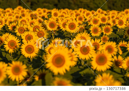 《新潟県》朝日を浴びる黄金色のひまわり畑・津南ひまわり広場 130717386