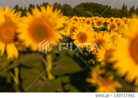 《新潟県》朝日を浴びる黄金色のひまわり畑・津南ひまわり広場 130717392