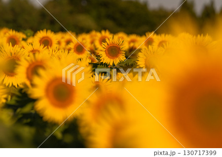 《新潟県》朝日を浴びる黄金色のひまわり畑・津南ひまわり広場 130717399