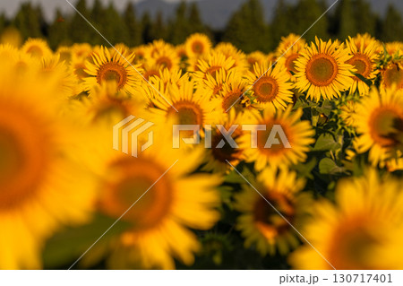 《新潟県》朝日を浴びる黄金色のひまわり畑・津南ひまわり広場 130717401