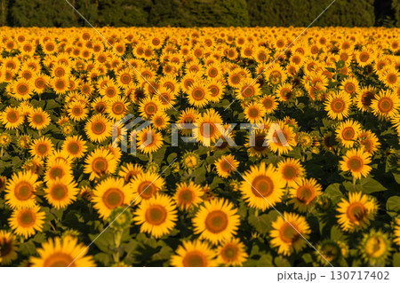 《新潟県》朝日を浴びる黄金色のひまわり畑・津南ひまわり広場 130717402