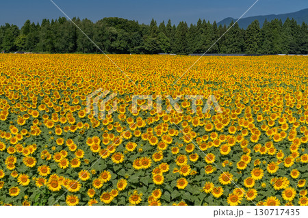 《新潟県》広大なひまわり畑・津南ひまわり広場 130717435