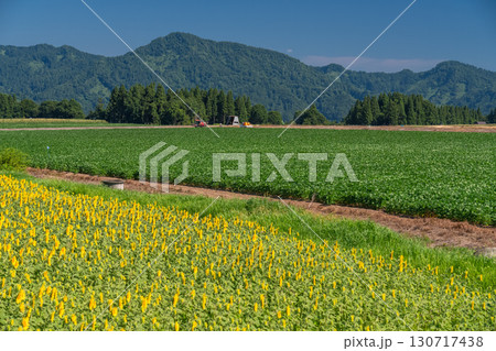 《新潟県》広大なひまわり畑・津南ひまわり広場 130717438