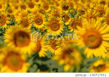 《新潟県》広大なひまわり畑・津南ひまわり広場 130717451