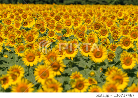 《新潟県》広大なひまわり畑・津南ひまわり広場 《新潟県》広大なひまわり畑・津南ひまわり広場 130717467