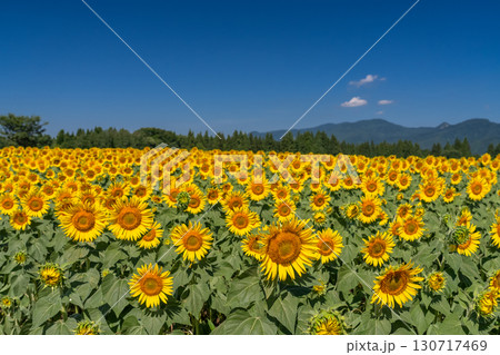 《新潟県》広大なひまわり畑・津南ひまわり広場 130717469