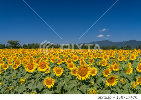 《新潟県》広大なひまわり畑・津南ひまわり広場 《新潟県》広大なひまわり畑・津南ひまわり広場 130717470
