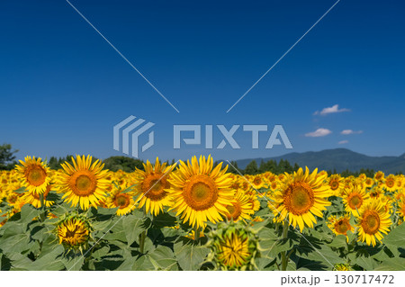 《新潟県》広大なひまわり畑・津南ひまわり広場 130717472