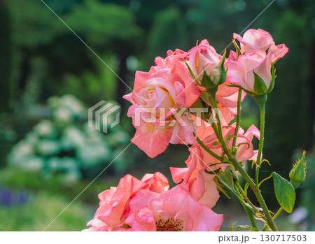 赤い薔薇の花ー3 130717503