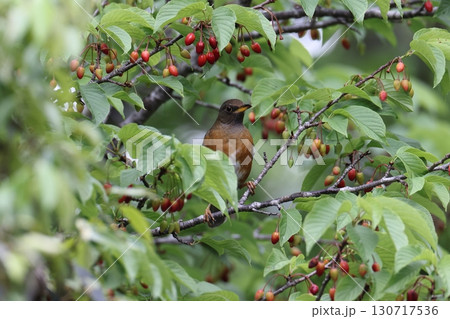 サクラの実とアカハラのオス 130717536
