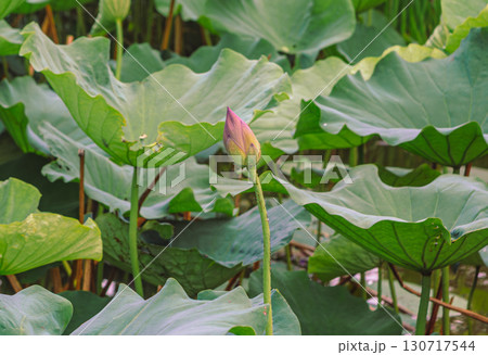 古代ハスの花2ー1 130717544