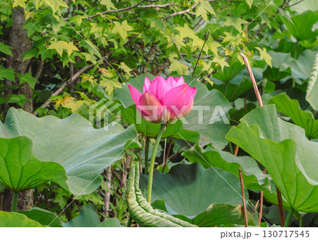 古代ハスの花2ー2 130717545