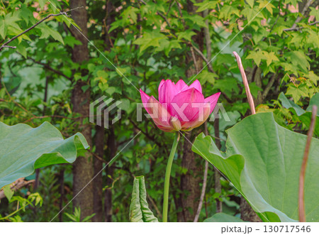 古代ハスの花2ー3 130717546