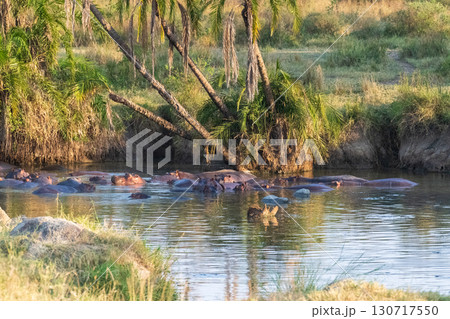 Hippo pool in the Serengeti 130717550