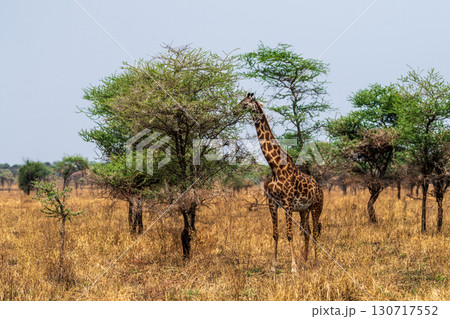Masai Giraffe in the Serengeti Masai Giraffe in the Serengeti 130717552