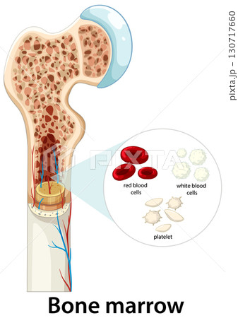 Human Bone Marrow Structure and Blood Cell Formation Diagram 130717660
