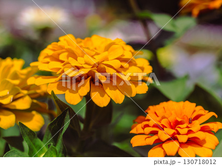 百日草の花2ー15 百日草の花2ー15 130718012