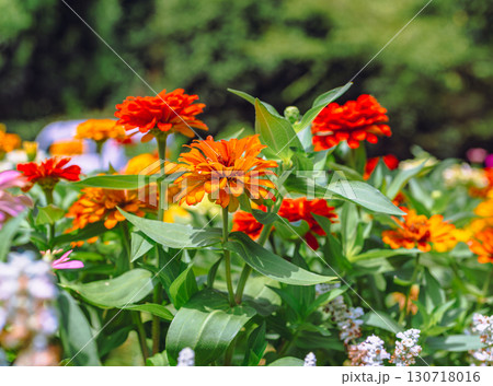 百日草の花2ー35 百日草の花2ー35 130718016