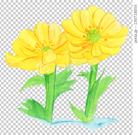 Hand-painted watercolor illustration of adonis 130718055