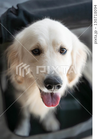 ソフトクレートから顔を出して笑顔を見せるゴールデンレトリーバー 130718094
